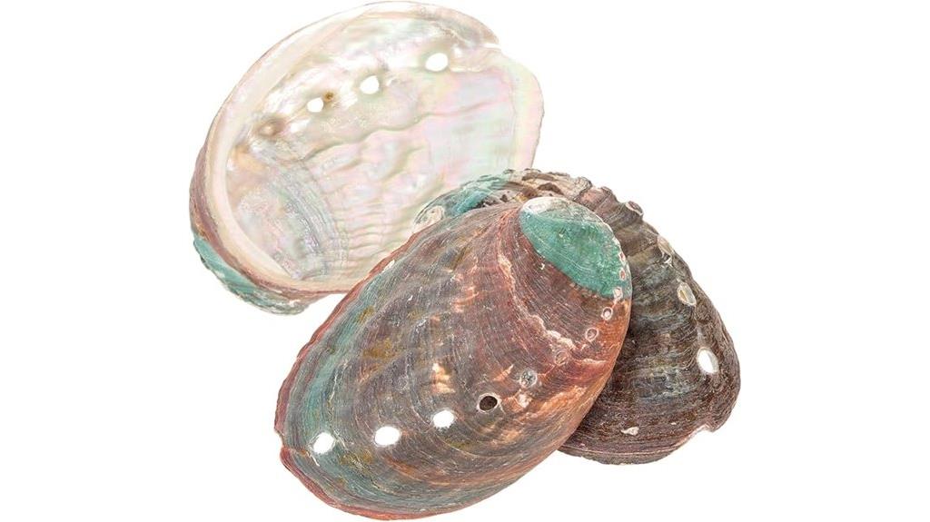 abalone shell smudge bowls