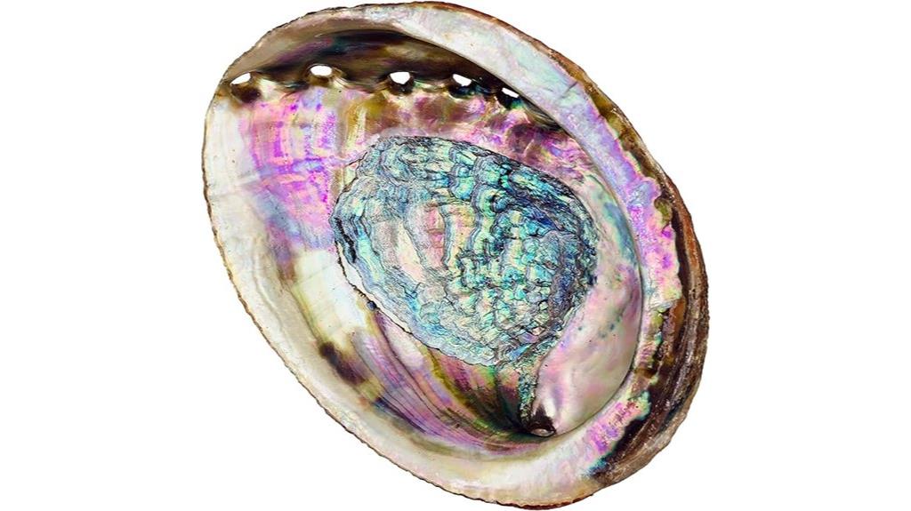 large abalone shell incense holder