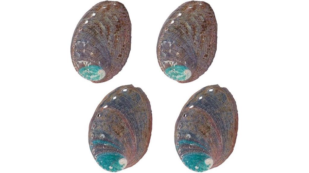 large abalone shells set