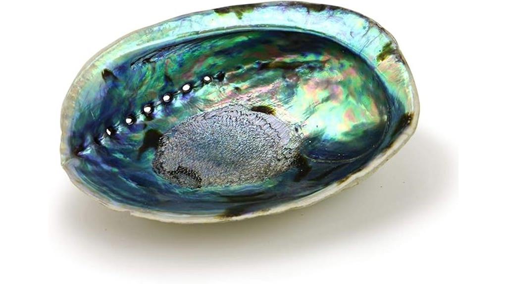 natural abalone shell decor