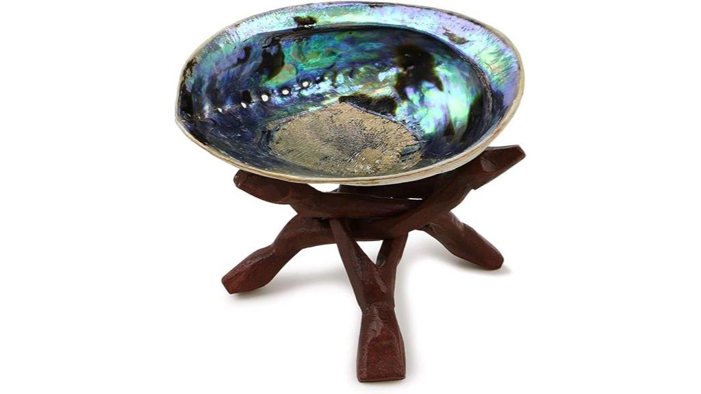 natural abalone shell display