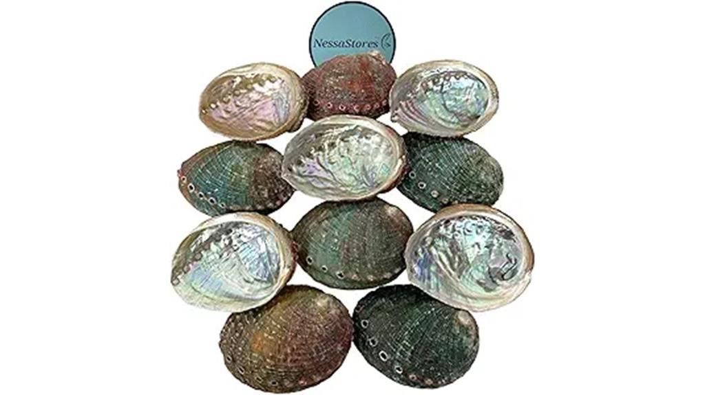 set of twenty abalone shells