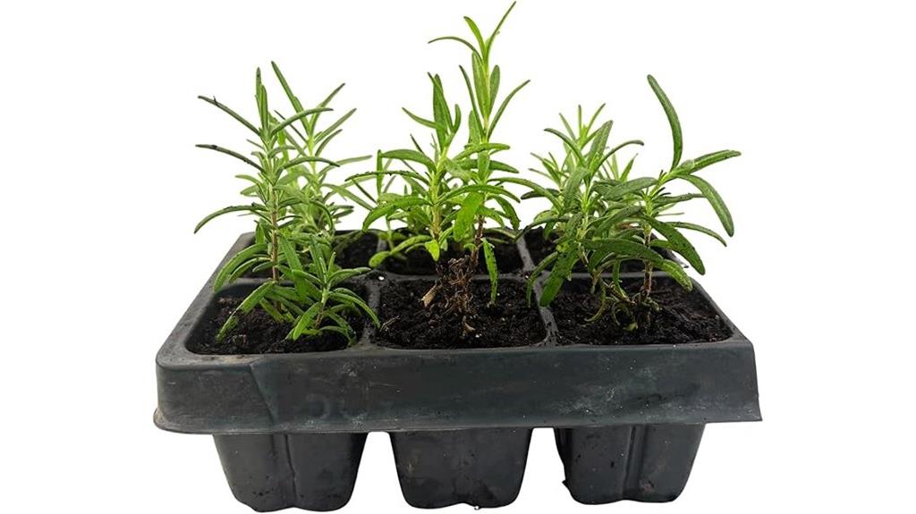 six rosemary herb plants