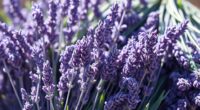 top calming lavender bundles