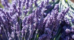 top calming lavender bundles