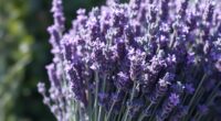 top lavender bouquet selections