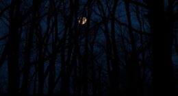 humans detect darkness patterns