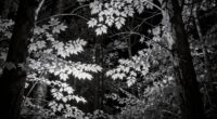 infrared light enhances nighttime vision