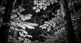 infrared light enhances nighttime vision