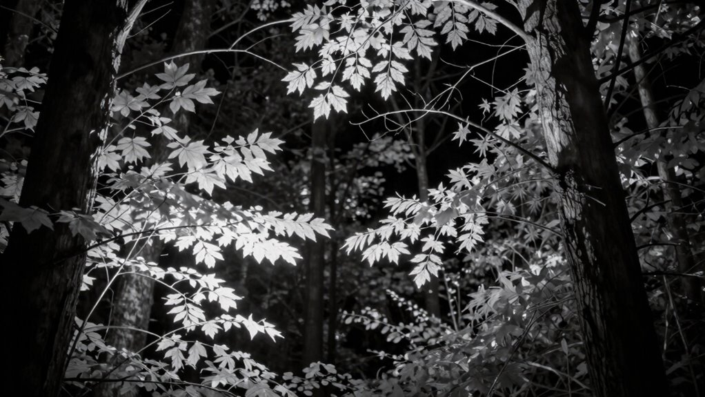 infrared light enhances nighttime vision